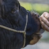 La corne, oui, mais aussi le lait et la viande